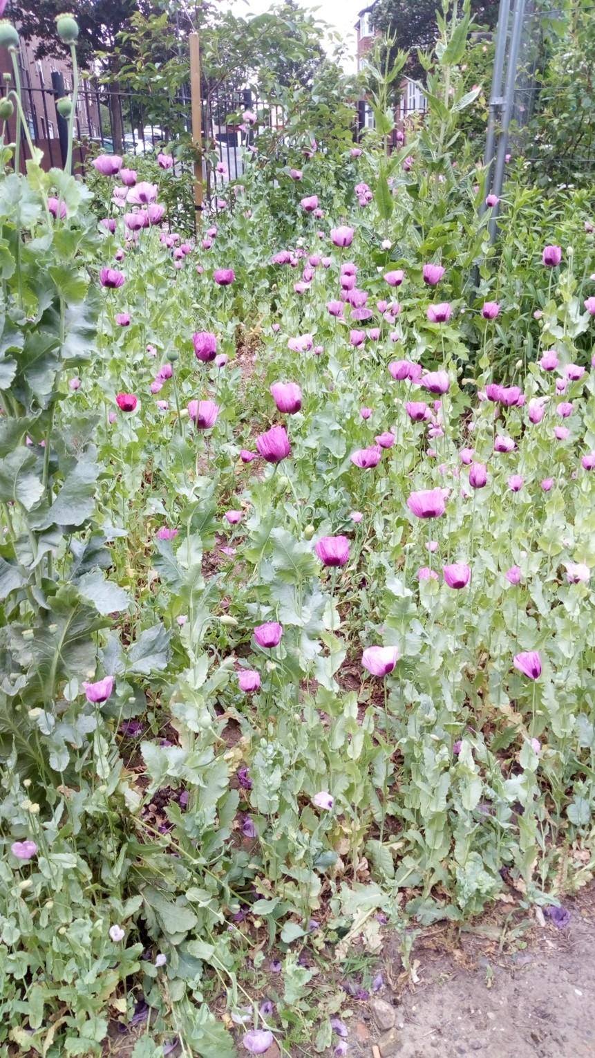Organic Gardening workshop, Royal borough of Greenwich